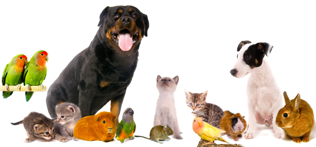 Dogs, cats, and other companion animals