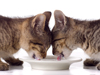 A cat nutrition illustration